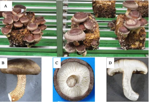 Fig. 8. Comparison of fruiting body production by tested strains of Lentinula edodes on sawdust cultivation.