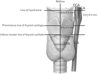 Fig. 1. Horizontal and vertical distances of the superior thyroid artery  from its associated structures