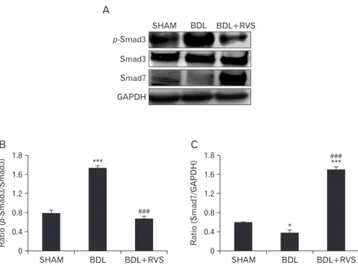 Fig. 4. Effects of Rhus verniciflua Stokes (RVS) on bile duct ligation (BDL)–induced alterations in p-Smad3/Smad3 ratio and amount of Smad7 in  liver homogenates
