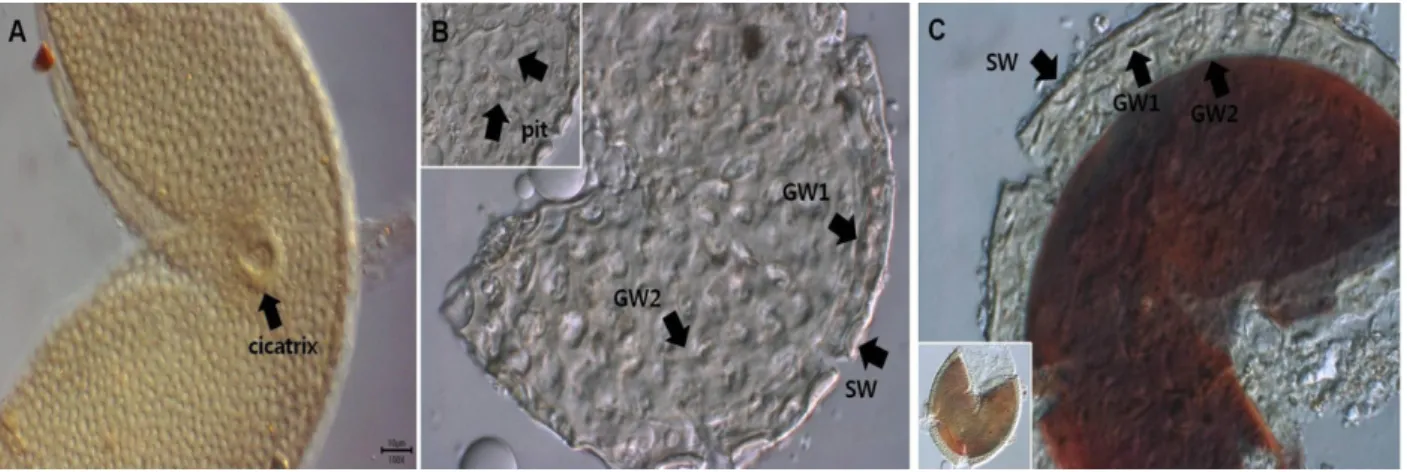 Fig. 2.  Acaulospora cavernata  (CN14101).  A,  B,  spores  in  PVLG;  C,  spore  in  Melzer's reagent