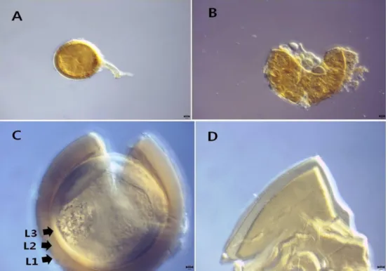Fig. 5.  Diversispora trimurales  (CN14129).  A,  B,  spores  in  PVLG.  C,  D,  spore  wall  structure