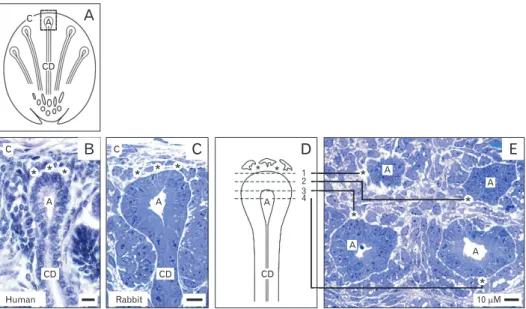 Fig. 1. (A-E) Vertical (B-D) and transversal (E) views to the renal stem/progenitor cell niche