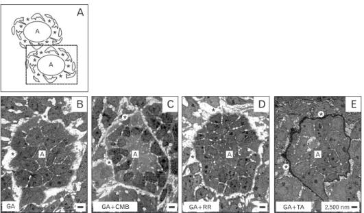 Fig. 2. (A-E) Transversal view to the stem/progenitor cell niche of neonatal rabbit kidney by transmission electron microscopy