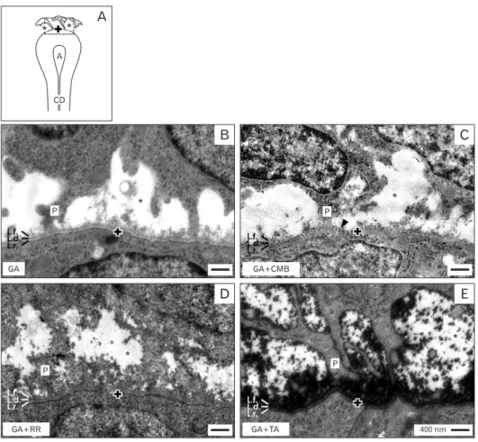 Fig. 3. (A-E) Analysis of the interface within the stem/progenitor cell niche of neonatal rabbit kidney by transmission electron microscopy