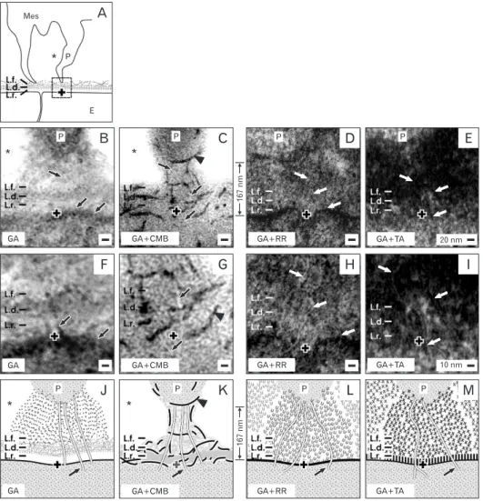 Fig. 5. (A-M) Analysis of the contact between the end of a mesenchymal cell projection and an epithelial cell within the stem/progenitor cell niche  of neonatal rabbit kidney by transmission electron microscopy (B-I) and schematic illustration (J-M)