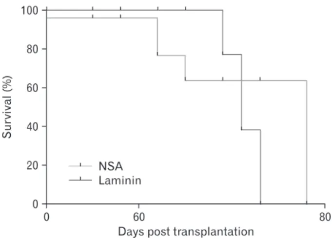 Fig. 8. Kaplan-Meier demonstrating similar survival of non-obese  diabetic/severe combined immunodeficient mice after implantation  of glioblastoma cells grown in either neurosphere assay (NSA) and  laminin culture conditions (n=5 in each group)