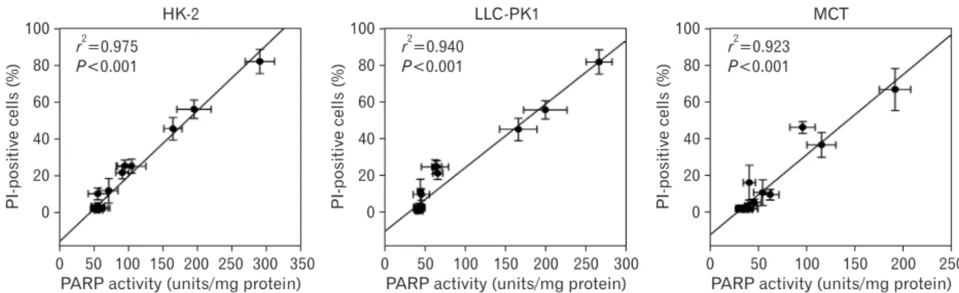 Fig. 3. Correlation between the percentage of propidium iodide (PI) - positive cells and poly(ADP-ribose) polymerase (PARP) activity in kidney  proximal tubular cells during cisplatin injury