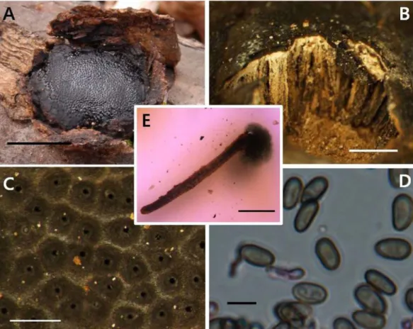 Fig. 2. A, Stromata with adhering bark. B, Section of stromata with elongated perithecia