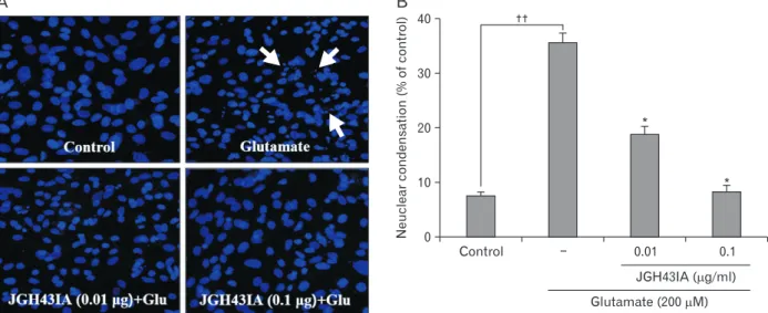 Fig. 2. Effect of JGH43IA on the glutamate-induced nuclear condensation. Detection of nuclear condensation (arrows) using Hoechst 33342  stain ing in glutamate-treated primary cultured cortical neurons