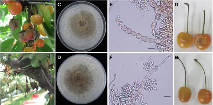 Table 1. Comparison of morphological and cultural characteristics between the present isolates obtained from infected cherry fruits and Monilinia species described previously