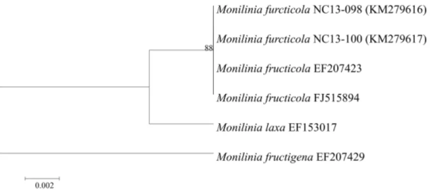 Table 2. Pathogenicity of Monilinia fructicola isolates to cherry fruits by artificial inoculation