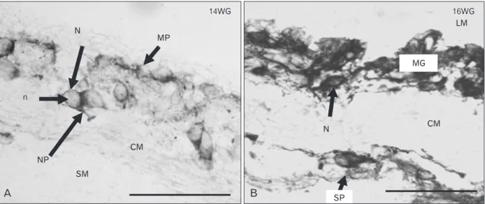Fig. 1. Microphotograph of cross-section of human foetal sigmoid colon in NADPH-diaphorase stain at 14 weeks of gestation (WG) and 16WG