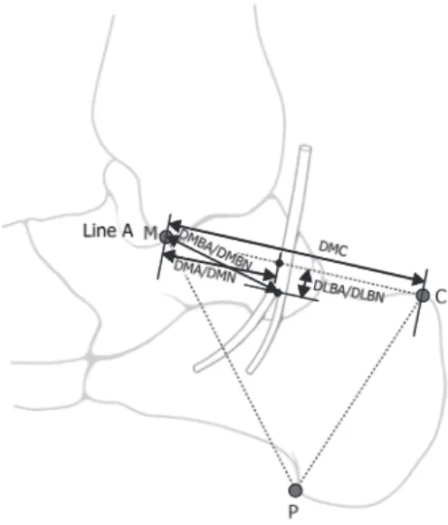 Table 1. Meaurements of arteries and nerves in the ankle region