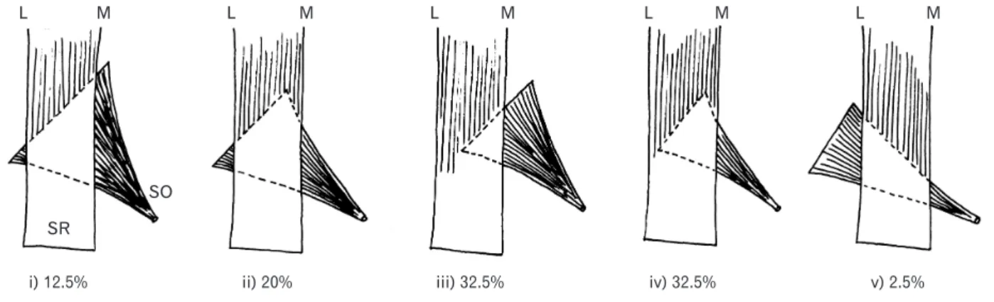 Table 2. Descriptive statistics of various study parameters of the oblique muscles 