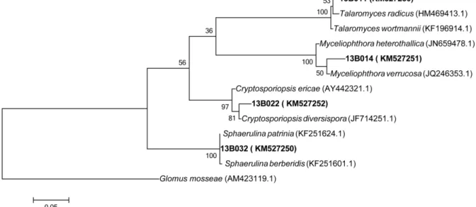 Fig. 1. Maximum likelihood phylogenetic tree for endophytic fungal strains from 4 woody plants; Sequences for strains 13B011, 13B014, 13B022 and 13B032 were obtained from this study
