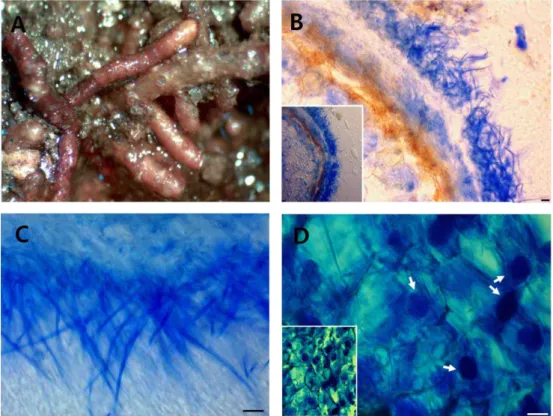 Fig. 1. Structure of monotropoid mycorrhizas of Monotropa uniflora  collected  from  this  study