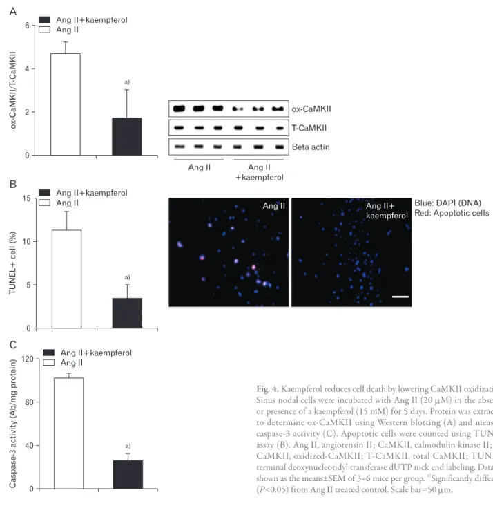 Fig. 4. Kaempferol reduces cell death by lowering CaMKII oxidization. 