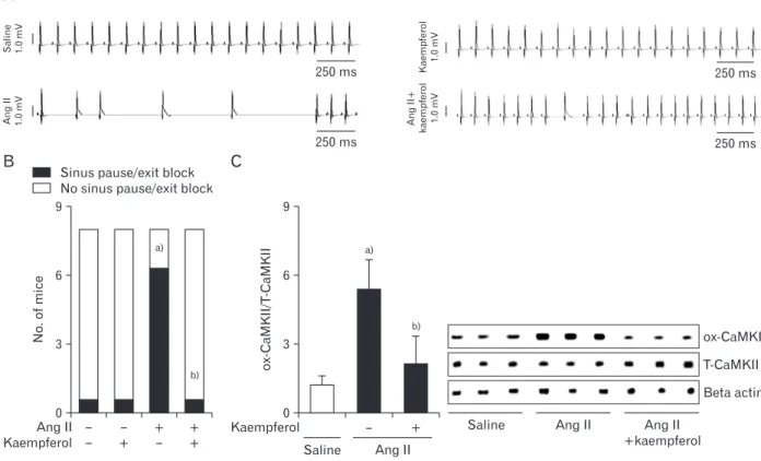 Fig. 5. Kaempferol improves the recovery of Ang II-induced sinus nodal dysfunction. (A) ECG recordings from Langendorff-perfused hearts  isolated from mice infused with Ang II in the absence or presence of a kaempferol for 3 weeks