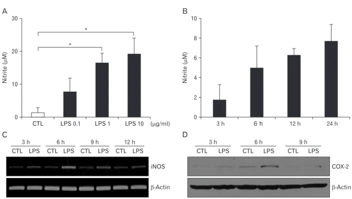 Fig. 1. Increased nitric oxide production and cyclooxygenase-2 (COX-2) expression by lipopolysaccharide (LPS) treatment in BV2 cells