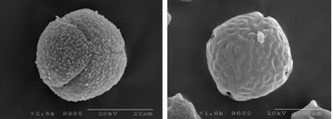 Fig. 3. The morphology of the oak pollens after pulverizing or lyophilizing.  A, The pulverized pollens; B, The lyophilized pollens.