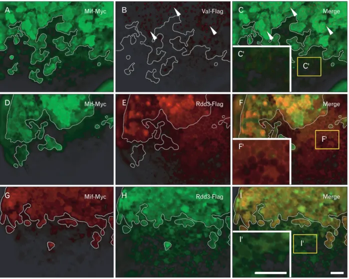 Fig. 2. Localization of recombinant Rdd3 protein in the intercellular region. val-flag mRNA (Flag-tagged Val protein) (A−C) or rdd3-flag mRNA  (Flag-tagged Rdd3 protein) (D−I) together with mif-myc mRNA (coding for Myc-tagged Mif protein) were injected int