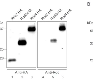 Fig. 3. Production of anti-sera against  a synthetic peptide from the Rdd3  amino acid sequence