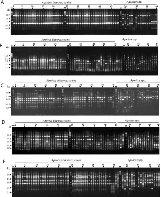 Fig. 1 PCR polymorphisms of 45 Agaricus bisporus strains and 19 strains of other Agaricus spp
