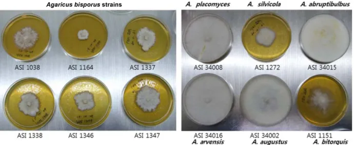 Fig. 3. Mycelial characteristics of Agaricus bisporus strains and different Agaricus spp