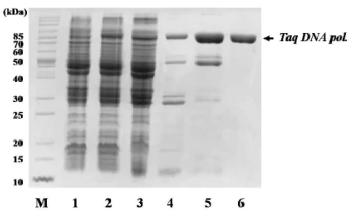 Fig. 1. SDS-PAGE analysis for expression and purification of  Taq DNA polymerase from recombinant E