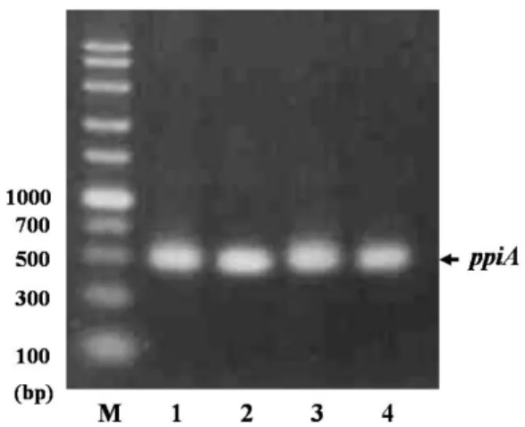 Fig. 3. Amplifications of ppiA gene of E. coli using the PCR  kit produced in this study and a commercial kit