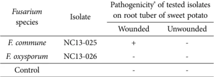 Table 2. Pathogenicity of Fusarium commune and F. oxysporum isolates  on root tuber of sweet potato by artificial inoculation