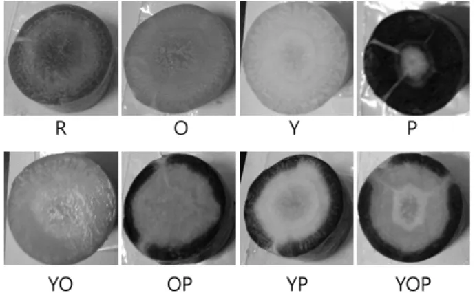 Fig. 1. Structures of carotenoids. (A); β-carotene, (B); lycopene,  (C); lutein. 