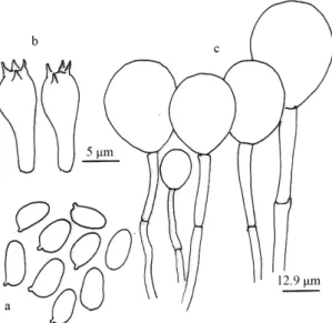 Fig. 2. Microscopic structures of Melanophyllum. eyrei.  a, spores (×1,000); b, basidia (×1,000); c, pileipellis (×400).