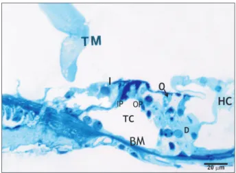 Fig. 4. Higher magnification of the previous figure showing the  cuticular plate (CP), and the junctional complex (arrowheads) between  the outer hair cell (O) and the Deiters’ cell (D)