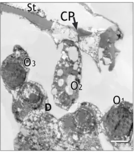 Fig. 6. High magnification of the previous figure showing the outer hair  cells (O) heterochromatic nuclei (N), vacuolated cytoplasm (V) and  dilated subsurface cisternae
