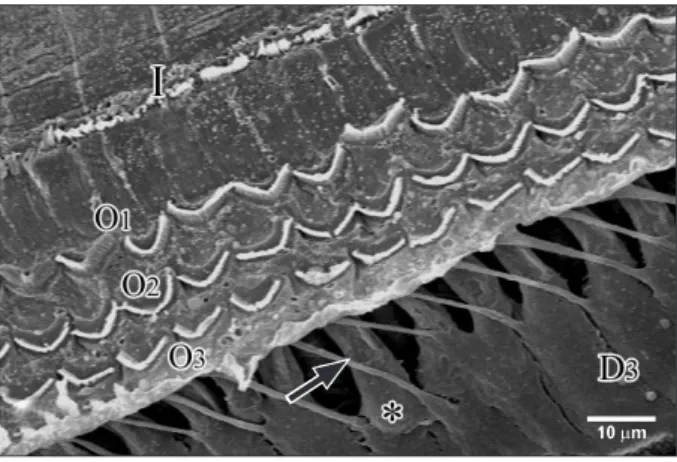 Fig. 10. Scanning electron microscopy of the outer hair cells of group I. 