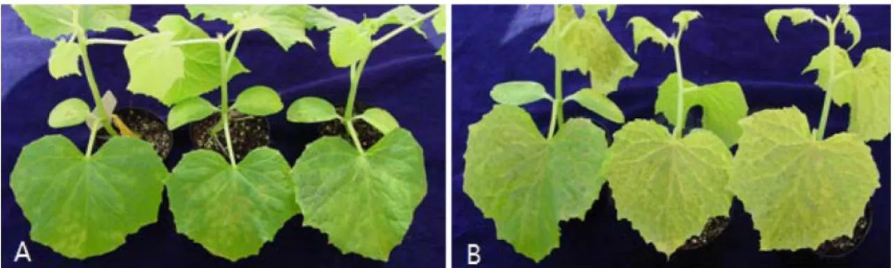 Fig. 3. Control effect of downy mildew on the cucumber seedling treated with CC110 isolate