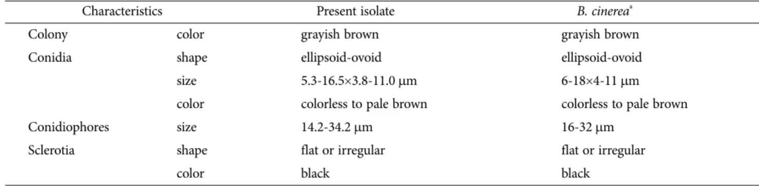 Table 1.  Comparison of morphological characteristics of conidia and conidiophores of present fungus isolated from Neofinetia falcata and B