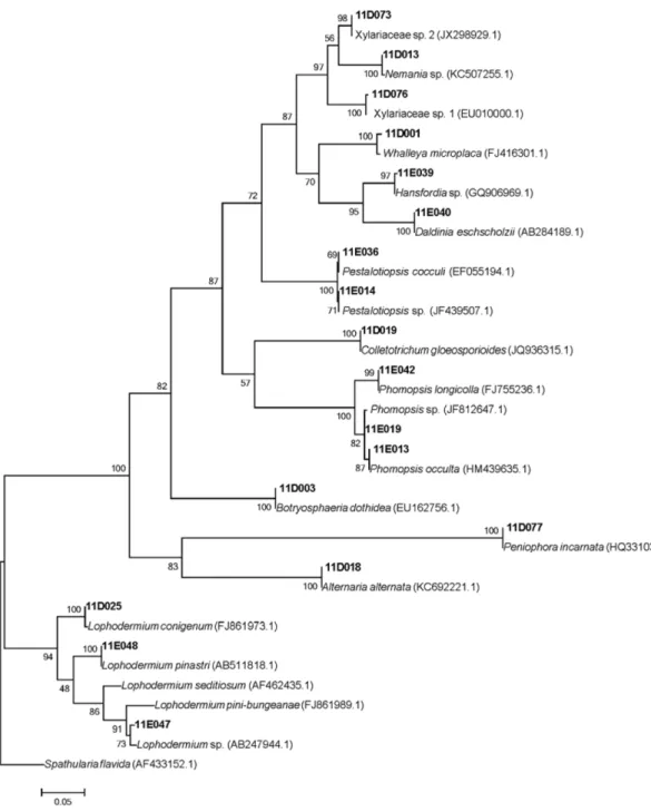 Fig. 1. Phylogenetic tree of endophytic fungi from P. densiflora and L. kaempferi  in  Mt