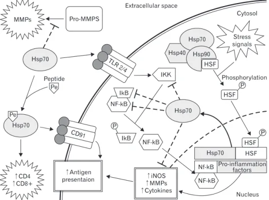 Fig. 1. The mechanism of heat shock protein (Hsp70) modulation adaptive and innate immune signaling pathways following brain injury