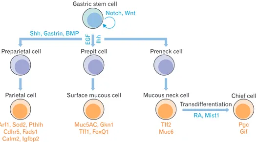 Fig. 1. Self-renewal and differentiation of gastric stem cells. Gastric stem cells have the capacity to self-renew and to differentiate into various kinds  of daughter cells, including surface mucous cells, mucous neck cells, chief cells, and parietal cell