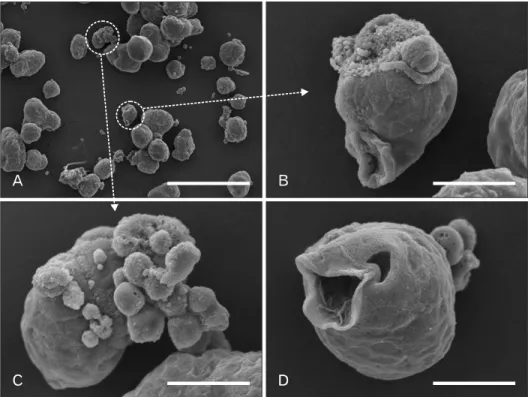 Fig. 2. (A–D) Electron microscope ima- ima-ges of gastric cancer stem cells. Seven  days after the single-cell culture, images  were taken using a scanning electron  microscope (Hitachi S3500N)