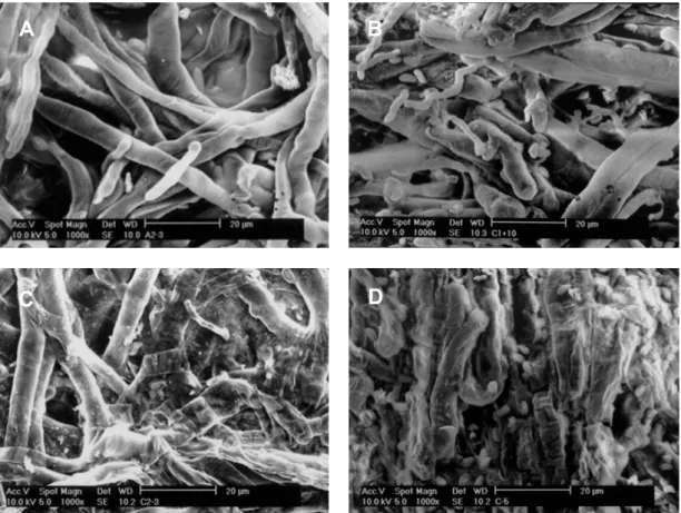 Fig. 2. SEM image (1,000 X) of shiitake mushroom stored under different temperatures (Storage temperature, A: 0℃, B: -3℃, C: 