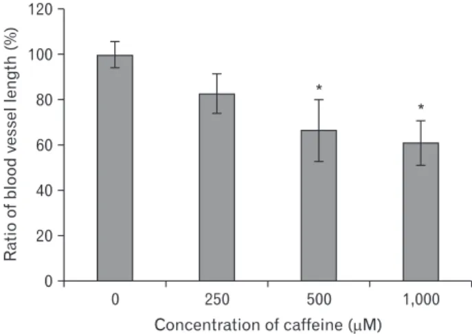 Fig. 3. Effect of caffeine on human umbilical vein endothelial cell  (HUVEC) proliferation