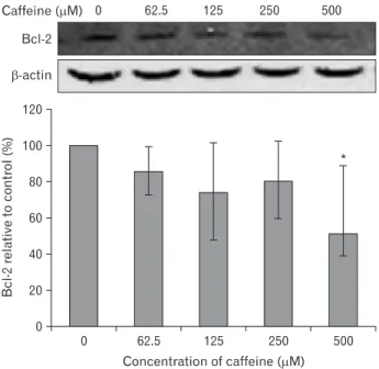 Fig. 10. Effect of caffeine on the expression of Bcl-2 protein in human  umbilical vein endothelial cells (HUVECs)