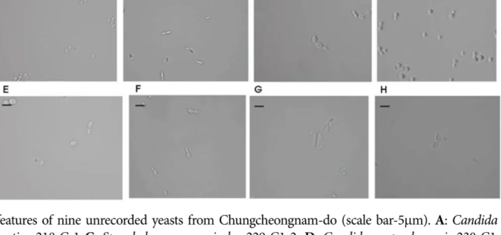 Fig. 2. Microscopic features of nine unrecorded yeasts from Chungcheongnam-do (scale bar-5µm)