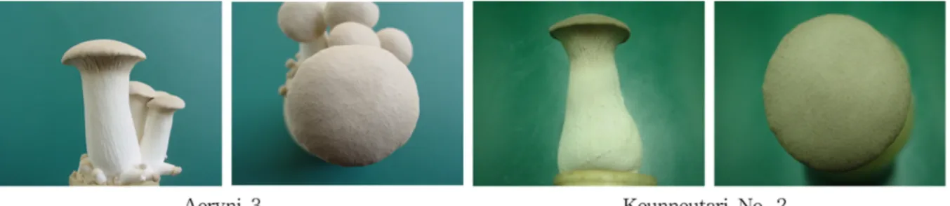 Fig. 3.  Polymorphism  of  PCR  by  URP2  primer  (left)  and somatic incompatibility (right) between A(Keunneutari No.