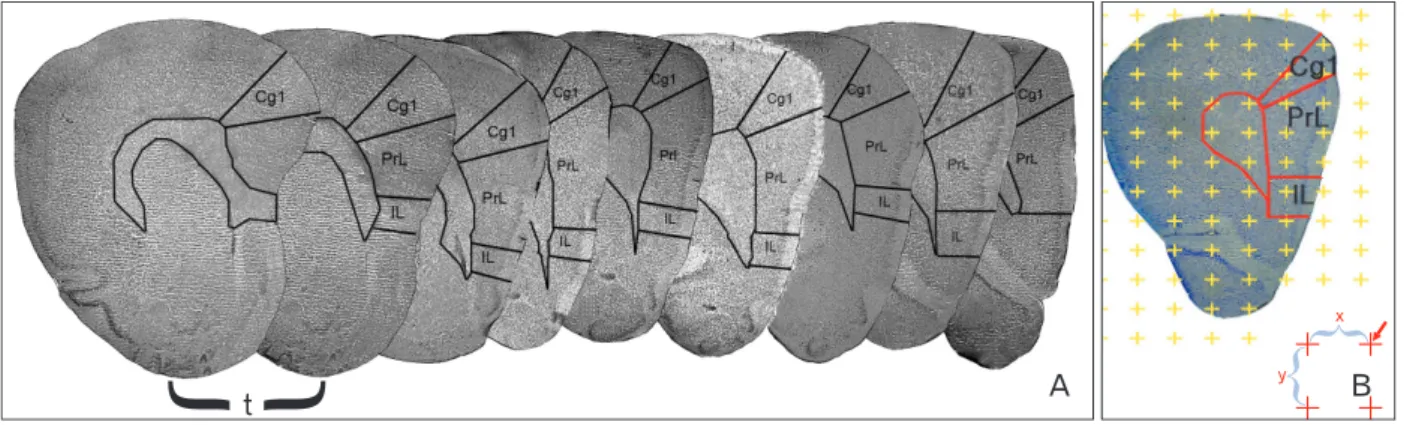 Fig. 2. Estimation of numerical density. (A) A schematic drawing of a microscopic slide with a section of the medial prefrontal cortex mounted  on it