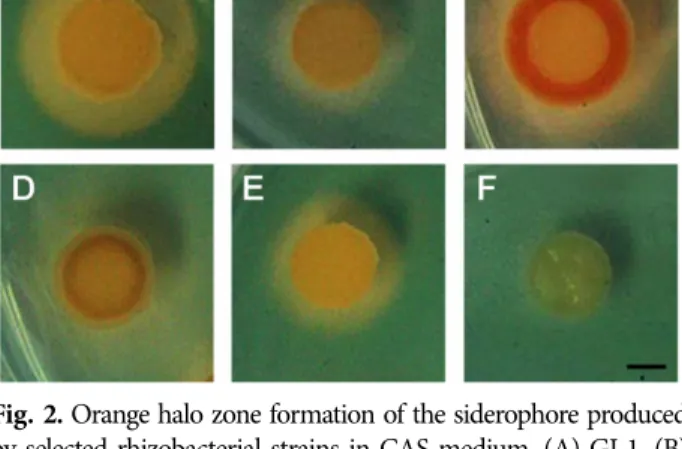 Fig. 2. Orange halo zone formation of the siderophore produced  by selected rhizobacterial strains in CAS medium