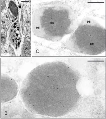 Fig. 4. Ultrastructure of a granulocytes (A) and Ac-BD-27 immu- immu-nolabeled granules (B, C) within granulocytes of the wound epidermis
